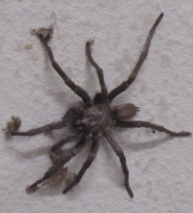 1916409_182952165912_8117044_n