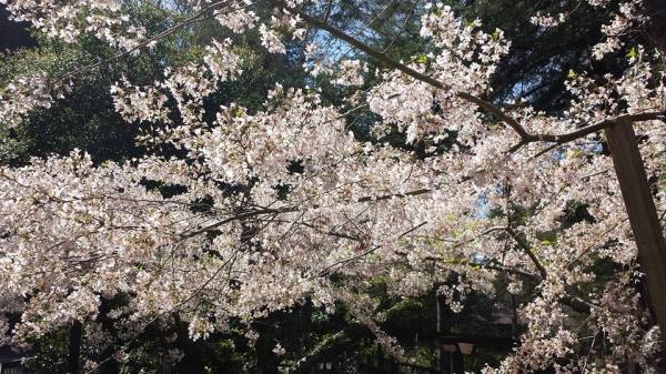 1916301_10153416502085913_2041755681174036437_n